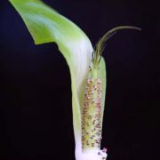 Image of Arisaema maxwellii  Hett. & G. Gusman.