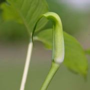 Image of Arisaema maxwellii  Hett. & G. Gusman.