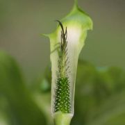 Image of Arisaema maxwellii  Hett. & G. Gusman.