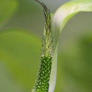 Image of Arisaema maxwellii  Hett. & G. Gusman.