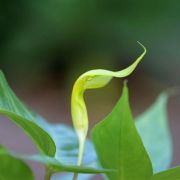 Image of Arisaema maxwellii  Hett. & G. Gusman.