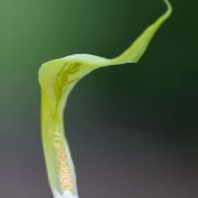 Image of Arisaema maxwellii  Hett. & G. Gusman.