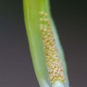 Image of Arisaema maxwellii  Hett. & G. Gusman.