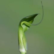 Image of Arisaema neglectum  Schott.