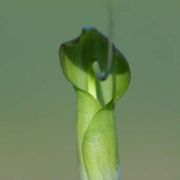 Image of Arisaema neglectum  Schott.