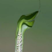 Image of Arisaema neglectum  Schott.