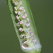 Image of Arisaema neglectum  Schott.