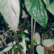 Image of Arisaema omkoiense  Gusm..