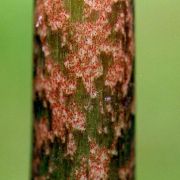 Image of Arisaema omkoiense  Gusm..