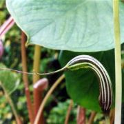 Image of Arisaema ostiolatum  Hara.