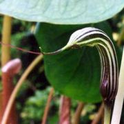 Image of Arisaema ostiolatum  Hara.