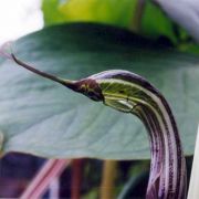 Image of Arisaema ostiolatum  Hara.