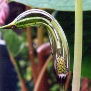 Image of Arisaema ostiolatum  Hara.