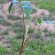 Image of Arisaema pachystachyum  Hett. & G. Gusman.