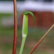 Image of Arisaema pachystachyum  Hett. & G. Gusman.