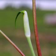 Image of Arisaema pachystachyum  Hett. & G. Gusman.