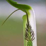 Image of Arisaema pachystachyum  Hett. & G. Gusman.