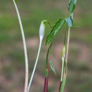 Image of Arisaema pachystachyum  Hett. & G. Gusman.