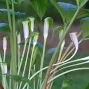 Image of Arisaema pachystachyum  Hett. & G. Gusman.