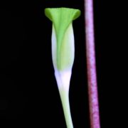 Image of Arisaema pachystachyum  Hett. & G. Gusman.