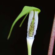 Image of Arisaema pachystachyum  Hett. & G. Gusman.