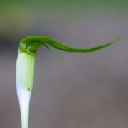 Image of Arisaema pachystachyum  Hett. & G. Gusman.