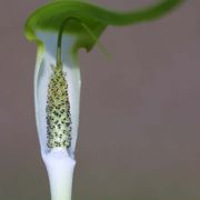 Image of Arisaema pachystachyum  Hett. & G. Gusman.