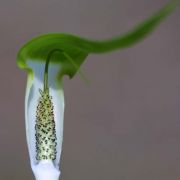 Image of Arisaema pachystachyum  Hett. & G. Gusman.