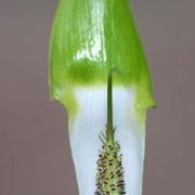 Image of Arisaema pachystachyum  Hett. & G. Gusman.