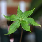 Image of Arisaema polyphyllum  (Blanco) Merr..