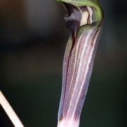 Image of Arisaema polyphyllum  (Blanco) Merr..