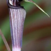 Image of Arisaema polyphyllum  (Blanco) Merr..