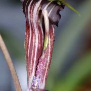 Image of Arisaema polyphyllum  (Blanco) Merr..