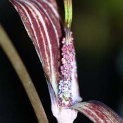 Image of Arisaema polyphyllum  (Blanco) Merr..