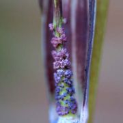 Image of Arisaema polyphyllum  (Blanco) Merr..