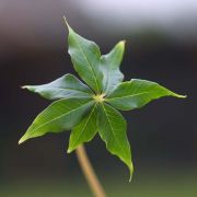 Image of Arisaema polyphyllum  (Blanco) Merr..