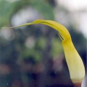 Image of Arisaema putii  Gagn..