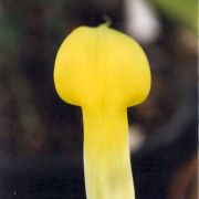 Image of Arisaema putii  Gagn..