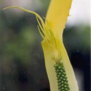 Image of Arisaema putii  Gagn..