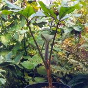 Image of Arisaema rhizomatum  C.E.C. Fisher.