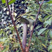 Image of Arisaema rhizomatum  C.E.C. Fisher.