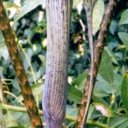 Image of Arisaema rhizomatum  C.E.C. Fisher.