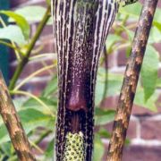 Image of Arisaema rhizomatum  C.E.C. Fisher.