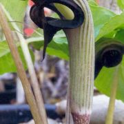 Image of Arisaema ringens  (Thunb.) Schott.