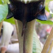 Image of Arisaema ringens  (Thunb.) Schott.