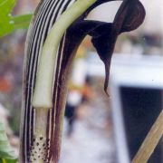 Image of Arisaema ringens  (Thunb.) Schott.