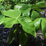 Image of Arisaema ringens  (Thunb.) Schott.