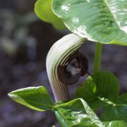 Image of Arisaema ringens  (Thunb.) Schott.