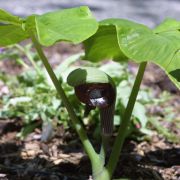 Image of Arisaema ringens  (Thunb.) Schott.