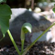 Image of Arisaema ringens  (Thunb.) Schott.